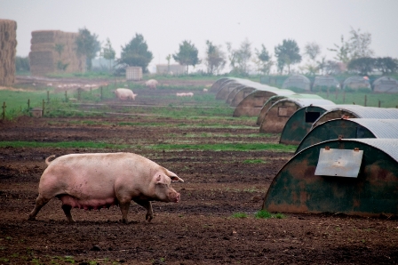 EL CASO DE UNA GRANJA DE CERDO IBÉRICO ABASTECIDA POR ENERGÍA SOLAR