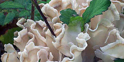 HONGOS AYUDARÁN A GENERAR ENERGÍAS LIMPIAS