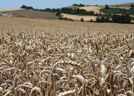 ENERGÍAS RENOVABLES EN LA AGRICULTURA: ¿REGRESANDO AL FUTURO? PARTE I