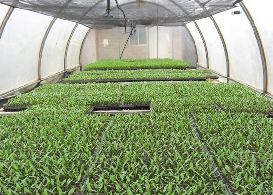 ENERGÍAS RENOVABLES EN LA AGRICULTURA: ¿REGRESANDO AL FUTURO? ? PARTE II