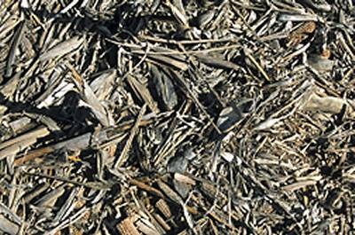 ESTUDIANDO EL POTENCIAL DE LAS MAZORCAS DE MAÍZ COMO UNA FUENTE DE BIOENEREGÍA