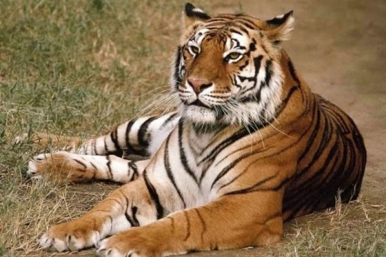 INSTALAN FAROLAS SOLARES EN ALDEAS DE LA INDIA PARA AHUYENTAR A LOS TIGRES SIN HACERLES DAÑO