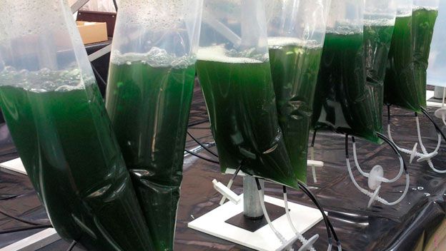 ALGAS MODIFICADAS GENÉTICAMENTE CONVIERTEN ENERGÍA SOLAR EN MEDICINA