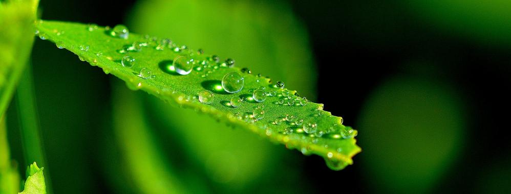 HARVARD LO CONSIGUE: CREAN HOJA BIÓNICA QUE TRANSFORMA LA ENERGÍA SOLAR EN HIDRÓGENO