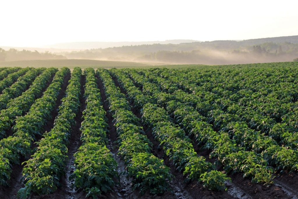 La agrivoltaica funciona mejor con las verduras de hoja y tubérculos