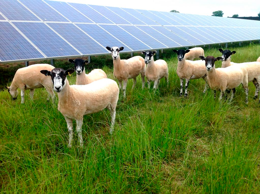 IM2 utiliza pastoreo para controlar el crecimiento de la vegetación en plantas solares de Chile