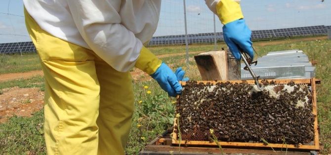 Energía fotovoltaica y miel