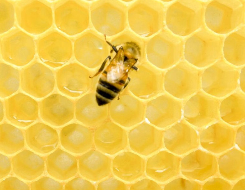 Nuevo concepto de inversor formador de red basado en un algoritmo de colonia de abejas