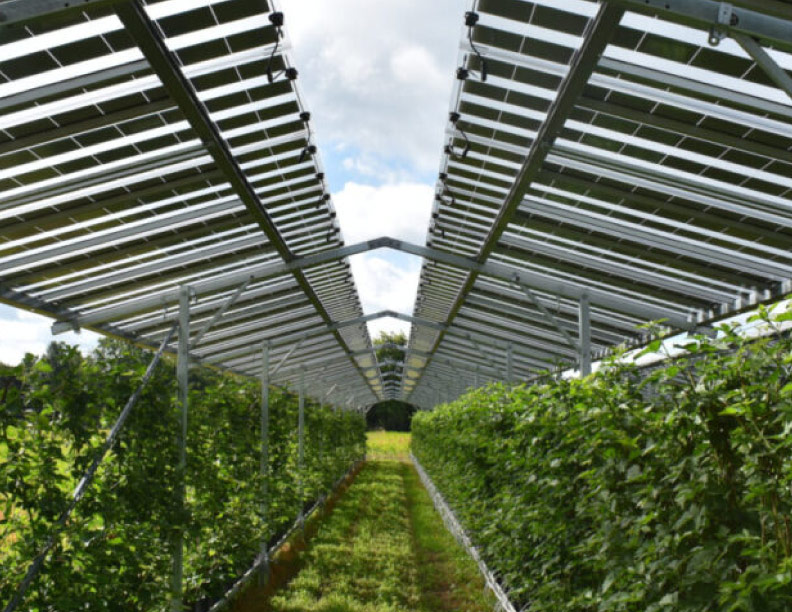 Entidades científicas italianas publican nuevas prácticas regulatorias para la agrovoltaica