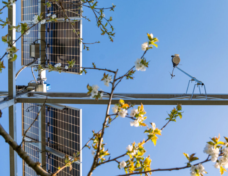 Sun’Agri revela el rendimiento de la agrovoltaica en olas de calor