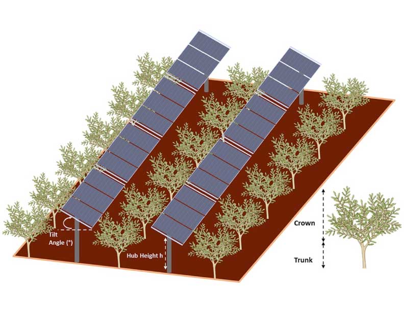 Cada panel solar a su olivo: Jaén demuestra que combinar el aceite de oliva con la fotovoltaica es rentable