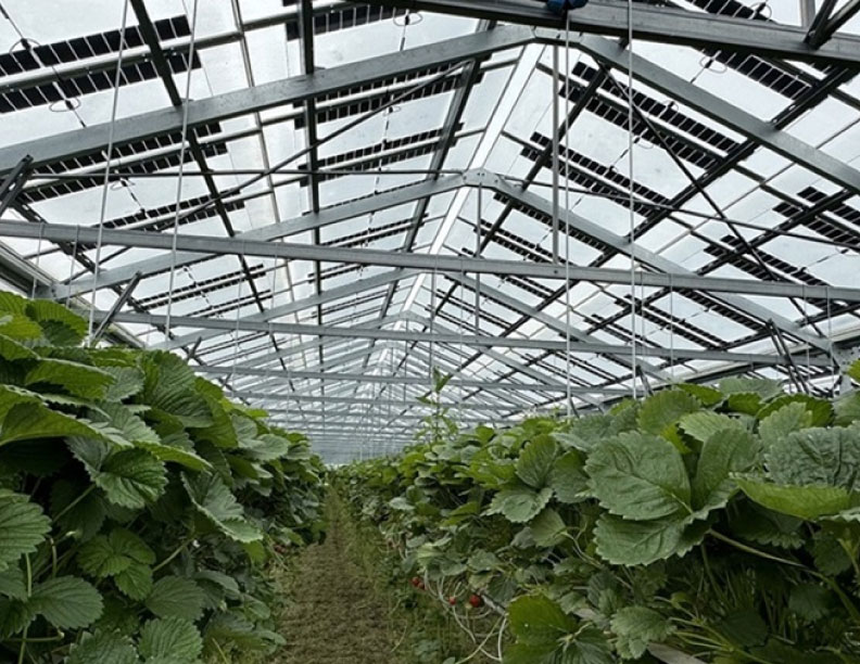 Paneles agrofotovoltaicos podrían resolver problemática de pérdida de suelos agrícolas